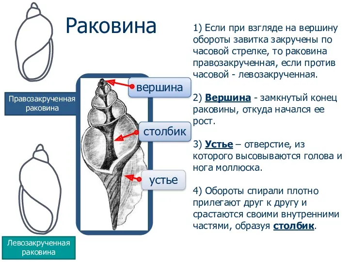 Раковина 1) Если при взгляде на вершину обороты завитка закручены