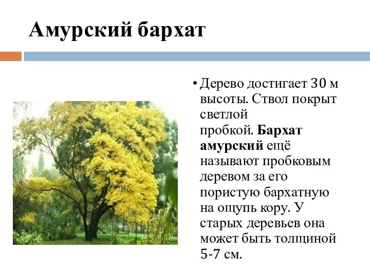 Амурский бархат Дерево достигает 30 м высоты. Ствол покрыт светлой пробкой. Бархат амурский