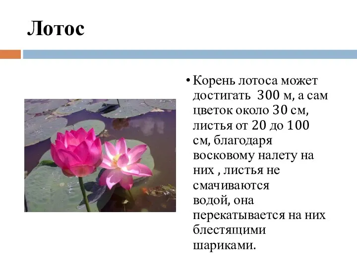 Лотос Корень лотоса может достигать 300 м, а сам цветок