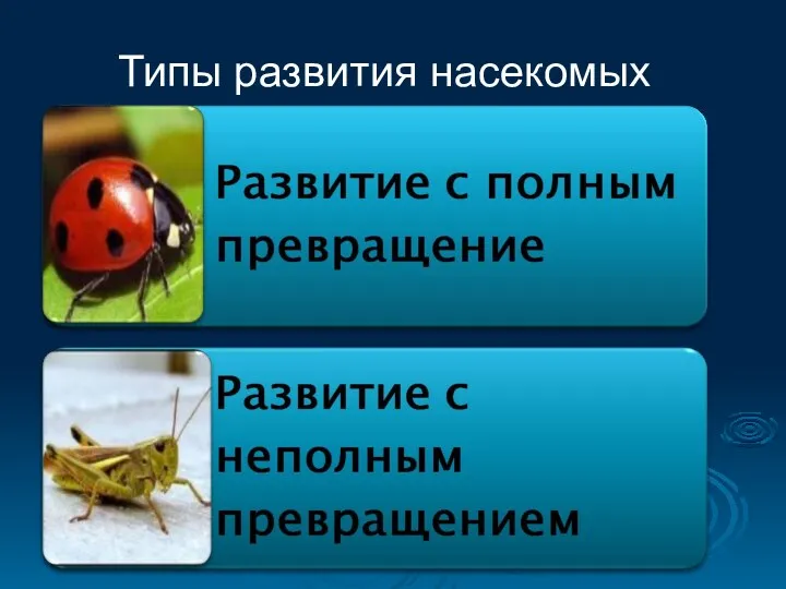 Типы развития насекомых