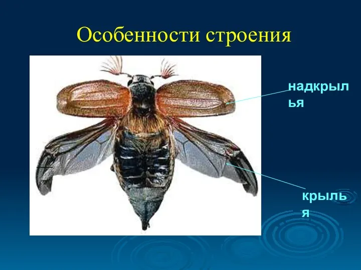 Особенности строения надкрылья крылья