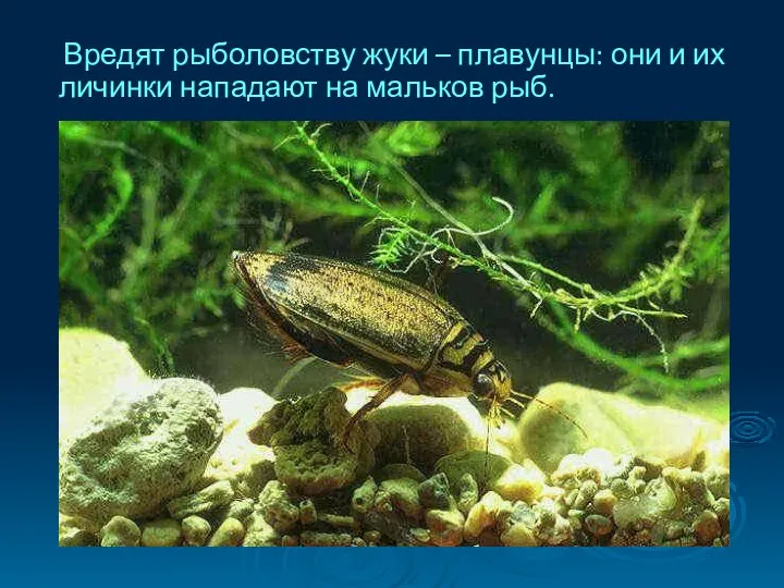 Вредят рыболовству жуки – плавунцы: они и их личинки нападают на мальков рыб.