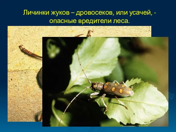 Личинки жуков – дровосеков, или усачей, - опасные вредители леса.