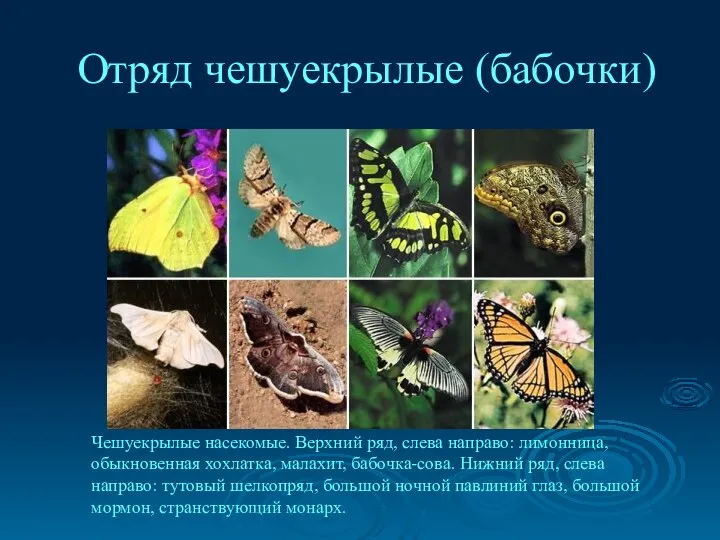 Отряд чешуекрылые (бабочки) Чешуекрылые насекомые. Верхний ряд, слева направо: лимонница, обыкновенная хохлатка, малахит,