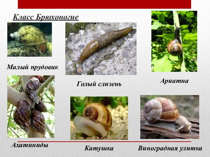 Класс Брюхоногие Малый прудовик Ариатна Голый слизень Виноградная улитка Катушка Ахатиниды