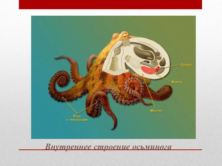 Внутреннее строение осьминога