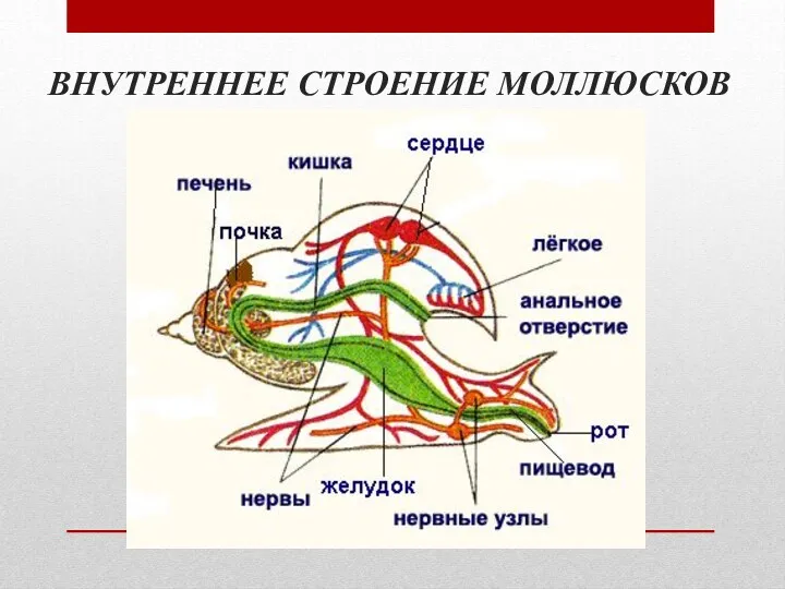 ВНУТРЕННЕЕ СТРОЕНИЕ МОЛЛЮСКОВ