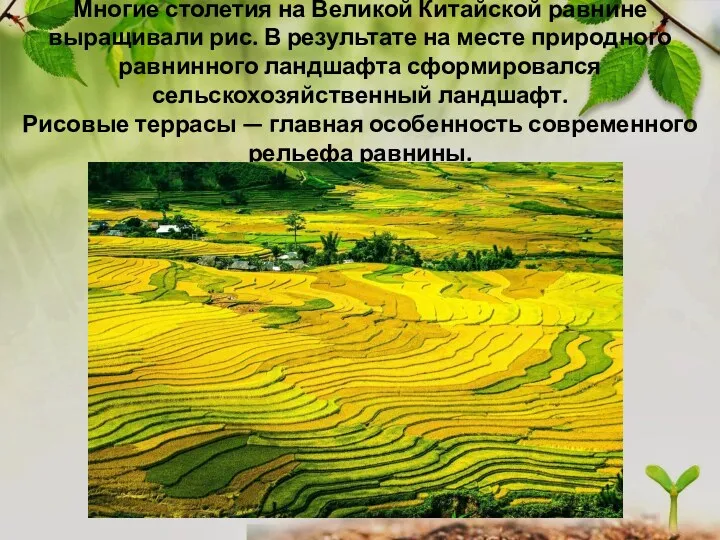 Многие столетия на Великой Китайской равнине выращивали рис. В результате на месте природного