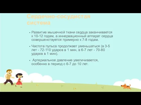 Сердечно-сосудистая система Развитие мышечной ткани сердца заканчивается к 10-12 годам,