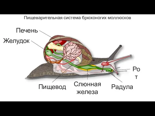 Рот Пищевод Желудок Печень Слюнная железа Пищеварительная система брюхоногих моллюсков Радула