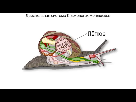 Дыхательная система брюхоногих моллюсков Лёгкое