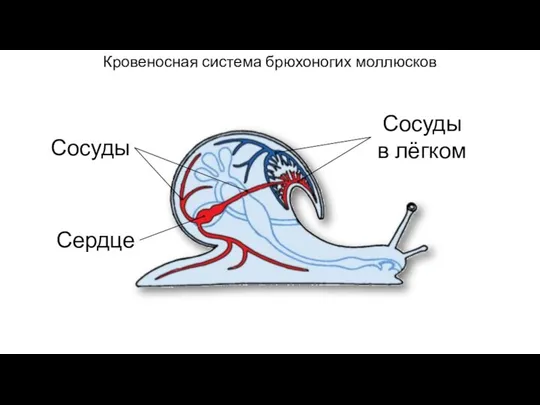 Кровеносная система брюхоногих моллюсков Сердце Сосуды Сосуды в лёгком