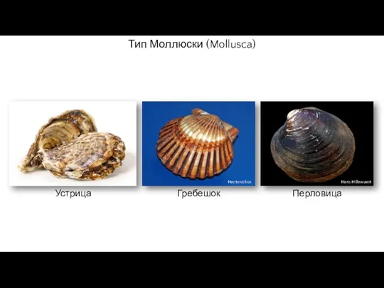 Устрица Перловица Гребешок Тип Моллюски (Mollusca) Hectonichus Hans Hillewaert
