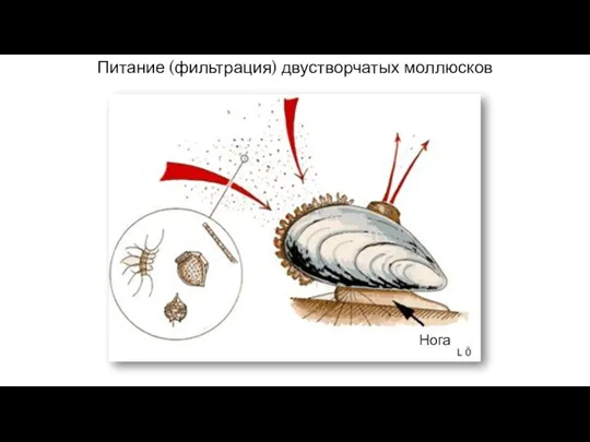 Нога Питание (фильтрация) двустворчатых моллюсков