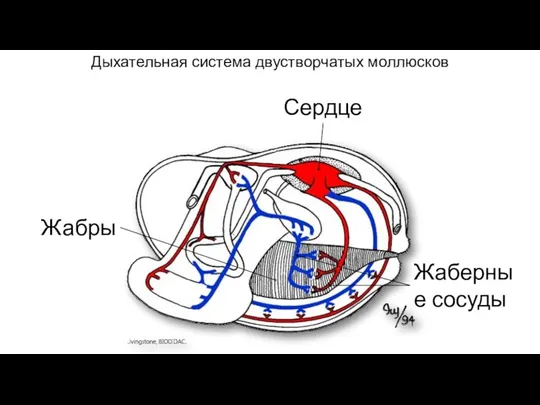 Дыхательная система двустворчатых моллюсков Жабры Жаберные сосуды Сердце
