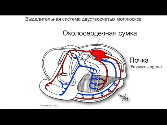 Выделительная система двустворчатых моллюсков Почка (боянусов орган) Околосердечная сумка