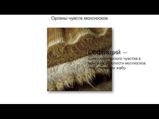 Органы чувств моллюсков Осфрадий — орган химического чувства в мантийной полости моллюсков при основании жабр.