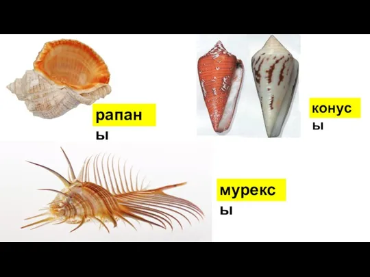 рапаны конусы мурексы