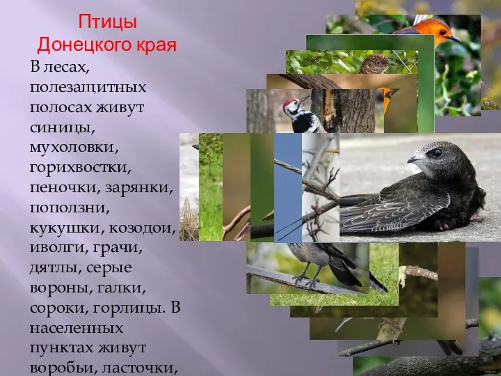 Птицы Донецкого края В лесах, полезащитных полосах живут синицы, мухоловки,