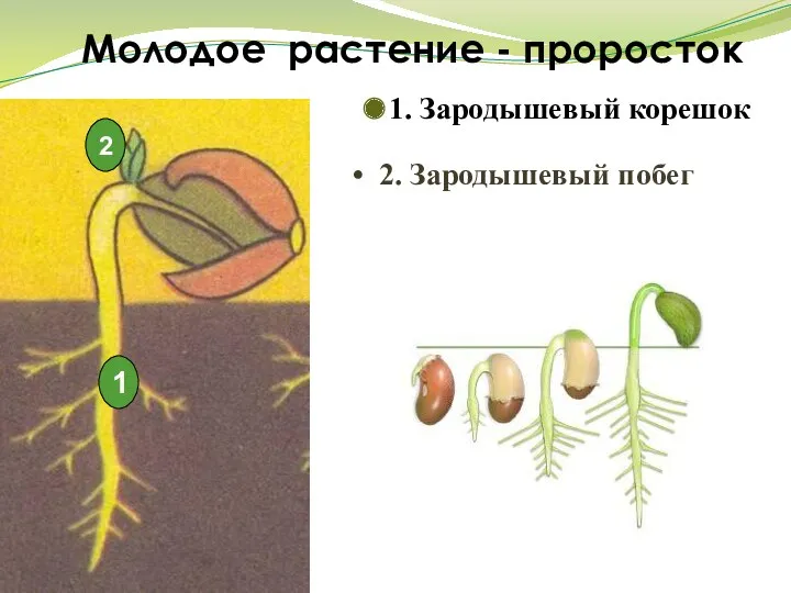 Молодое растение - проросток 1. Зародышевый корешок 2. Зародышевый побег 1 2