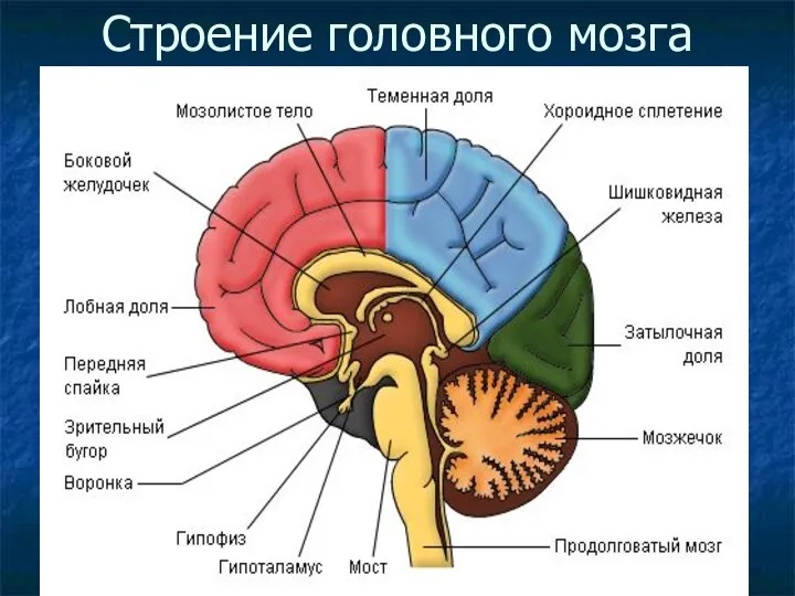 Строение головного мозга