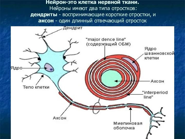 Нейрон-это клетка нервной ткани. Нейроны имеют два типа отростков: дендриты - воспринимающие короткие