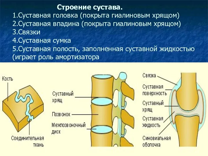 Строение сустава. 1.Суставная головка (покрыта гиалиновым хрящом) 2.Суставная впадина (покрыта