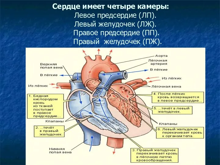 Сердце имеет четыре камеры: Левое предсердие (ЛП). Левый желудочек (ЛЖ). Правое предсердие (ПП). Правый желудочек (ПЖ).
