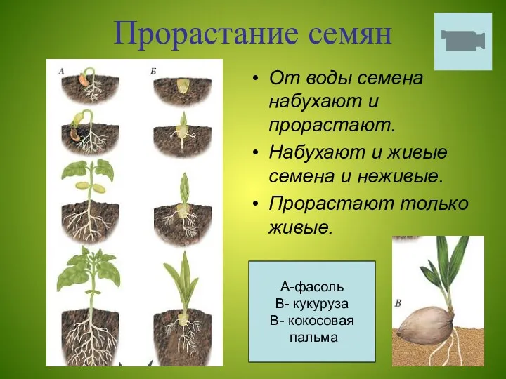 Прорастание семян От воды семена набухают и прорастают. Набухают и