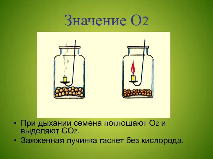 Значение О2 При дыхании семена поглощают О2 и выделяют СО2. Зажженная лучинка гаснет без кислорода.