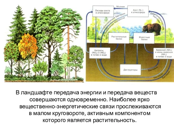В ландшафте передача энергии и передача веществ совершаются одновременно. Наиболее