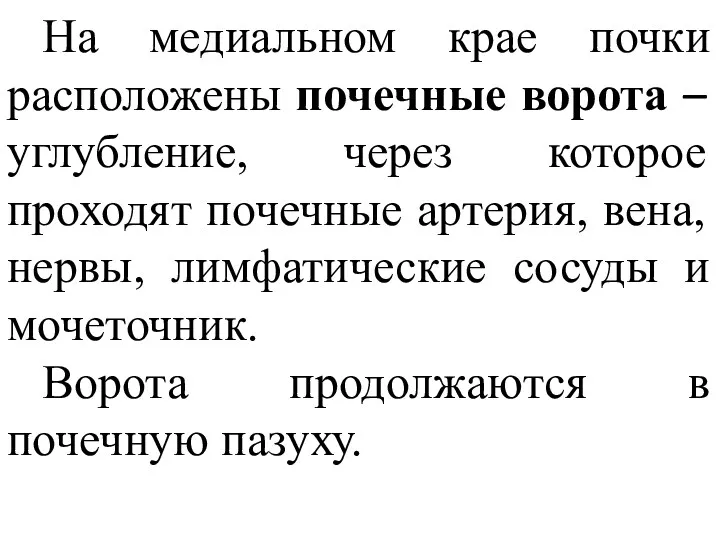 На медиальном крае почки расположены почечные ворота – углубление, через