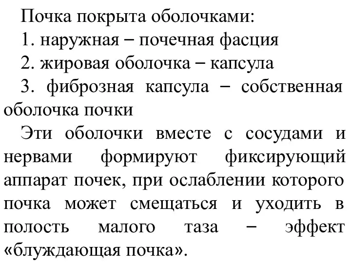 Почка покрыта оболочками: 1. наружная – почечная фасция 2. жировая