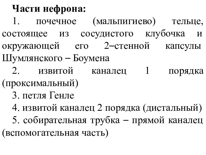 Части нефрона: 1. почечное (мальпигиево) тельце, состоящее из сосудистого клубочка