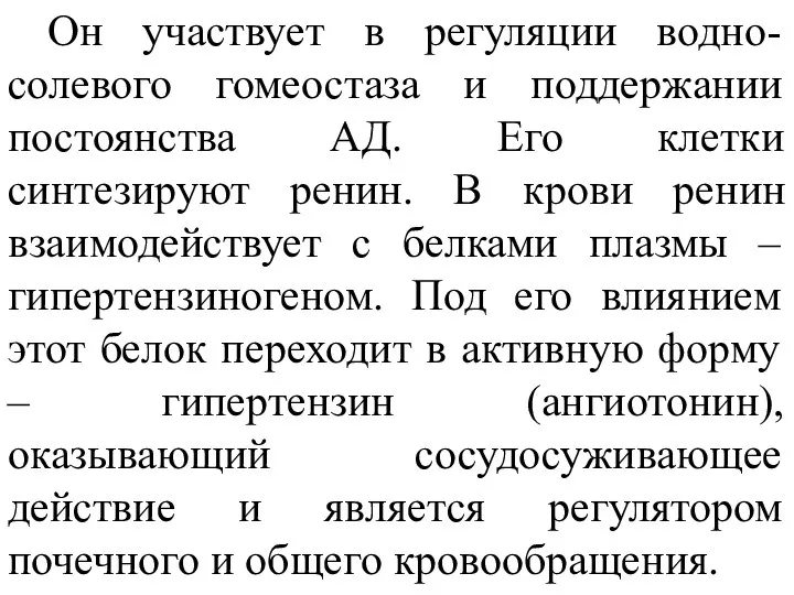 Он участвует в регуляции водно-солевого гомеостаза и поддержании постоянства АД.