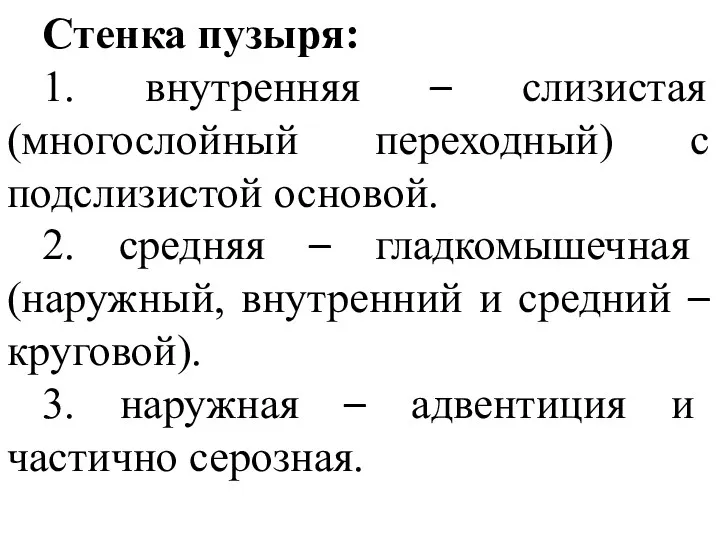 Стенка пузыря: 1. внутренняя – слизистая (многослойный переходный) с подслизистой