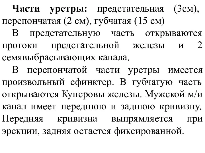 Части уретры: предстательная (3см), перепончатая (2 см), губчатая (15 см)