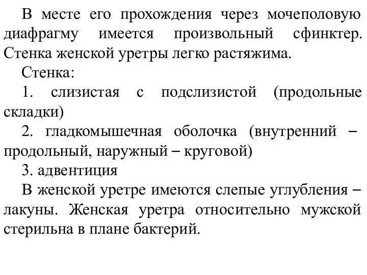 В месте его прохождения через мочеполовую диафрагму имеется произвольный сфинктер.