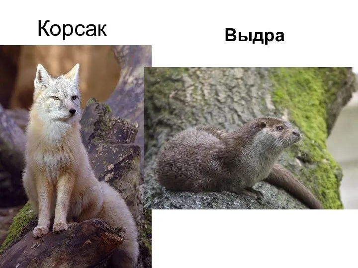 Корсак Выдра