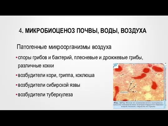 4. МИКРОБИОЦЕНОЗ ПОЧВЫ, ВОДЫ, ВОЗДУХА споры грибов и бактерий, плесневые