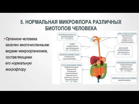 Организм человека заселен многочисленными видами микроорганизмов, составляющими его нормальную микрофлору 5. НОРМАЛЬНАЯ МИКРОФЛОРА РАЗЛИЧНЫХ БИОТОПОВ ЧЕЛОВЕКА