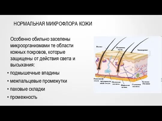 НОРМАЛЬНАЯ МИКРОФЛОРА КОЖИ Особенно обильно заселены микроорганизмами те области кожных