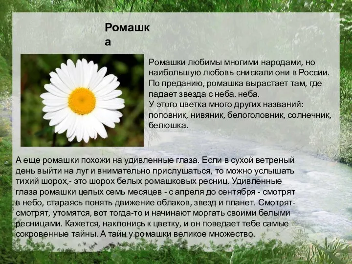 Ромашки любимы многими народами, но наибольшую любовь снискали они в России. По преданию,