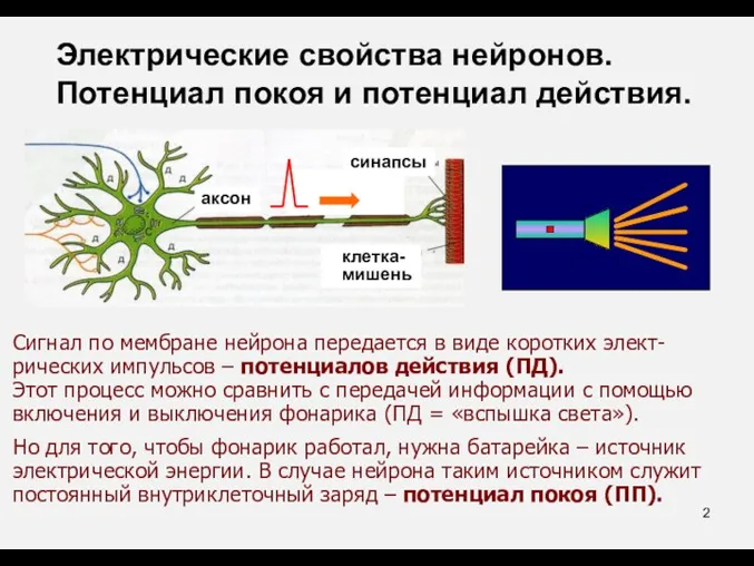 Сигнал по мембране нейрона передается в виде коротких элект-рических импульсов – потенциалов действия