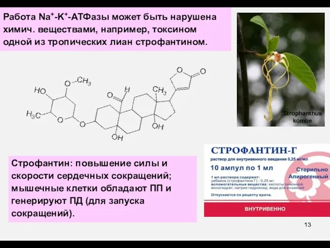 Работа Na+-K+-АТФазы может быть нарушена химич. веществами, например, токсином одной из тропических лиан