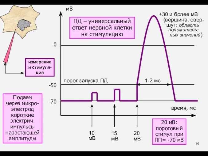 ПД – универсальный ответ нервной клетки на стимуляцию 20 мВ: пороговый стимул при