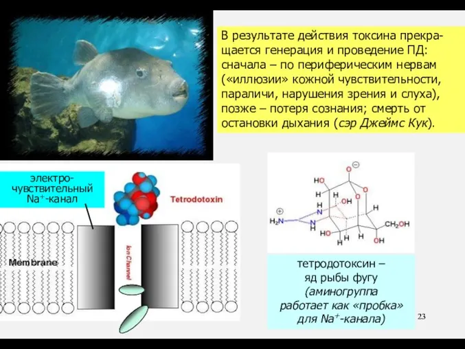 тетродотоксин – яд рыбы фугу (аминогруппа работает как «пробка» для Na+-канала) В результате