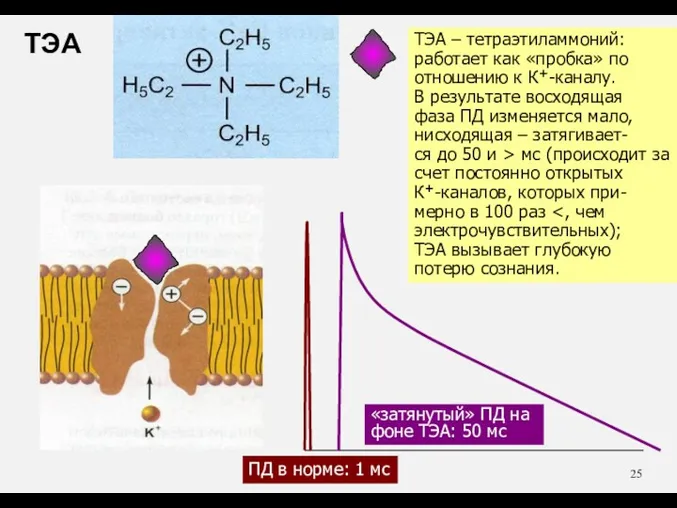 ТЭА – тетраэтиламмоний: работает как «пробка» по отношению к К+-каналу. В результате восходящая
