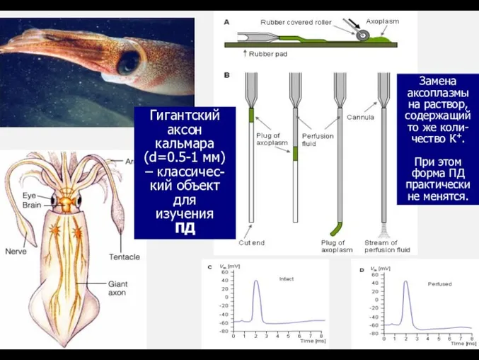 Гигантский аксон кальмара (d=0.5-1 мм) – классичес-кий объект для изучения ПД Замена аксоплазмы