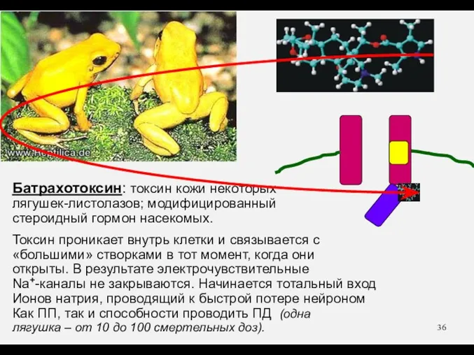 Батрахотоксин: токсин кожи некоторых лягушек-листолазов; модифицированный стероидный гормон насекомых. Токсин проникает внутрь клетки